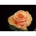 Roses - Prima Donna
